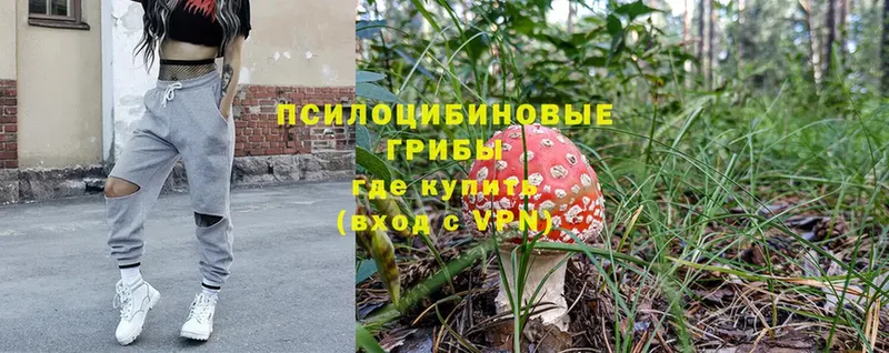 Псилоцибиновые грибы Psilocybine cubensis  Крым 